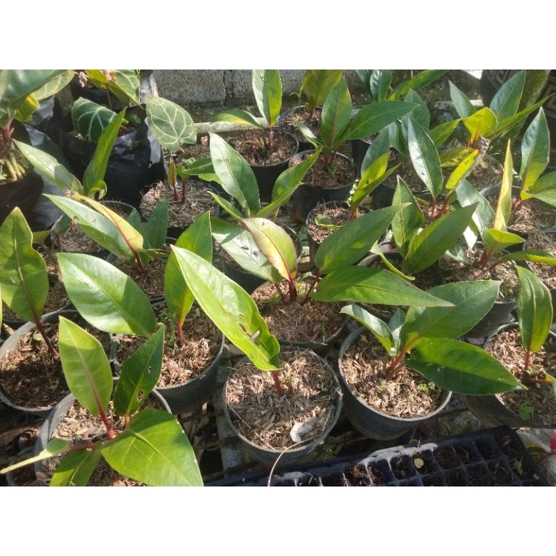Tanaman Hias Anthurium Hookery Batang Merah 3-5 daun