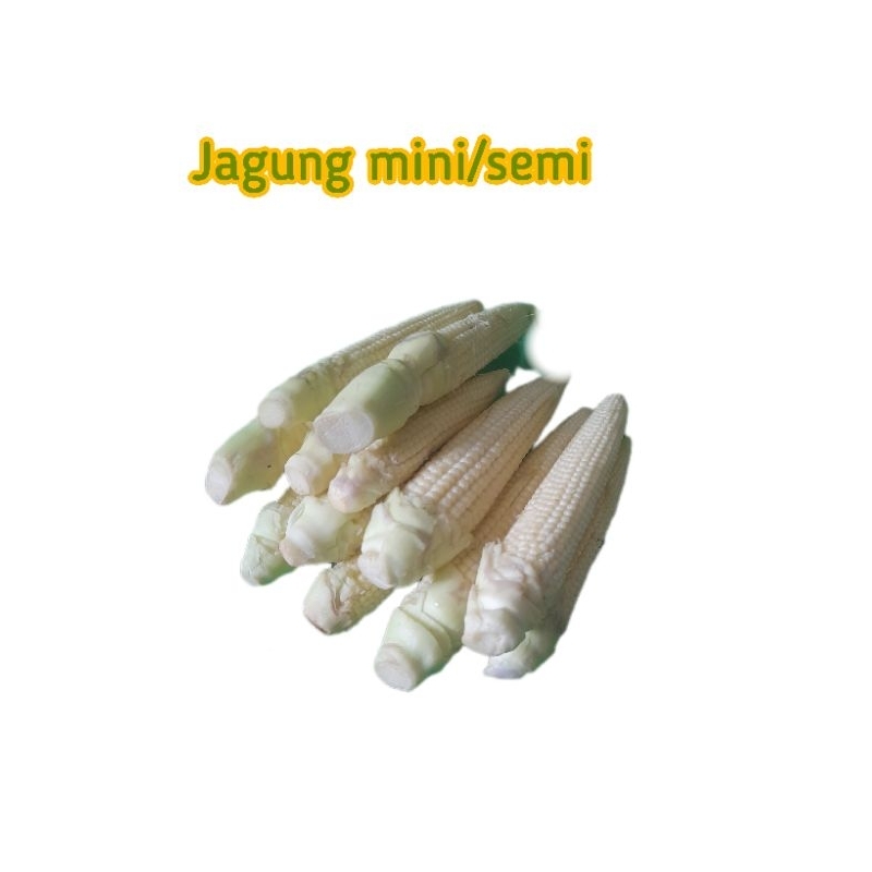 

Jagung mini/ jagung semi