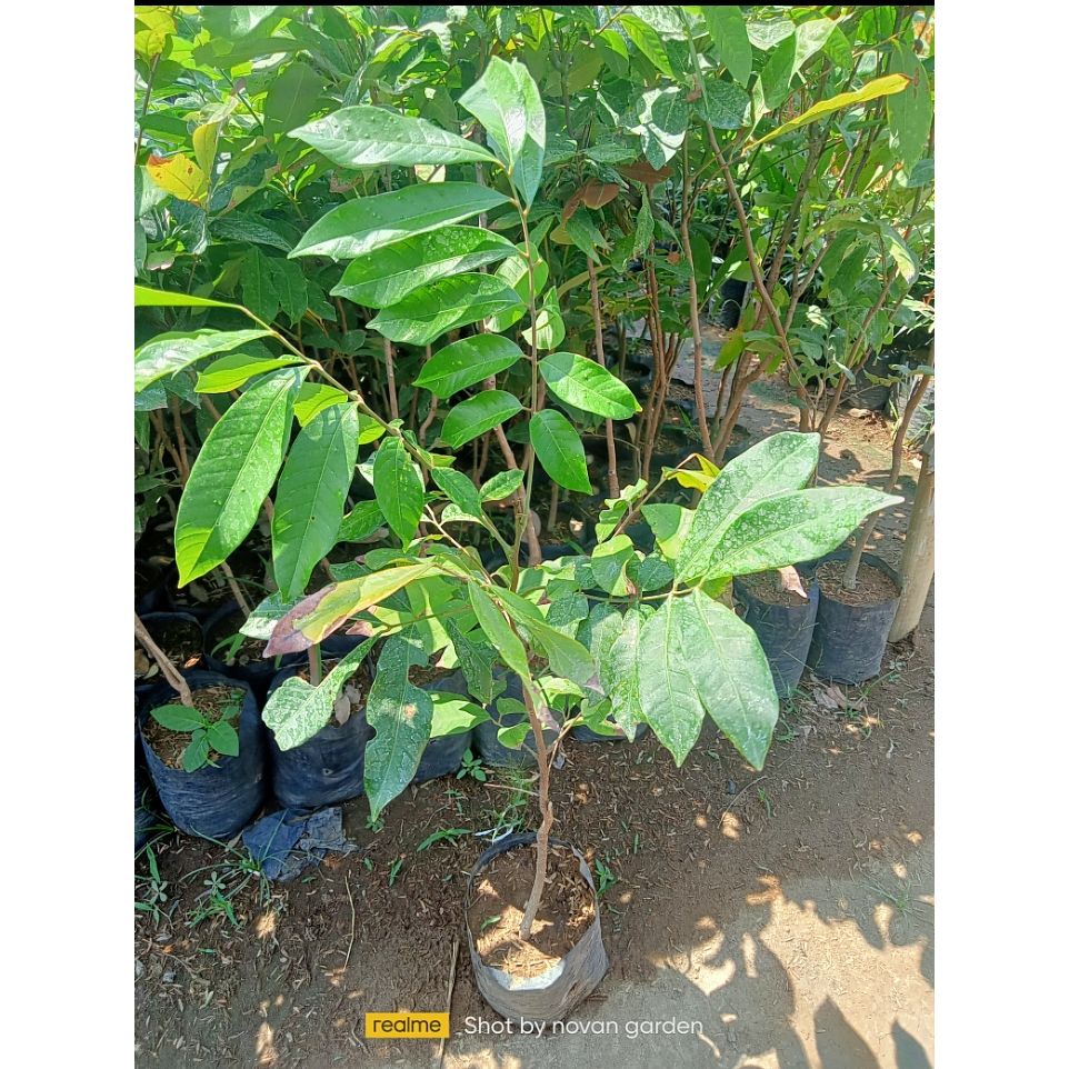 Bibit kelengkeng seedling | bahan sambungan | bibit kelengkeng asal biji | seling kelengkeng