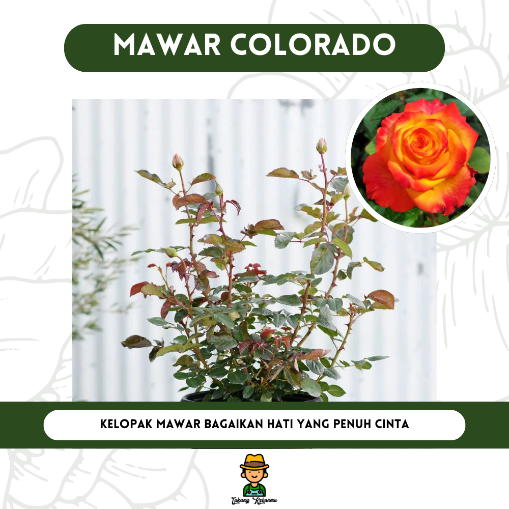 Tanaman Bibit Mawar Colorado Orange Bibit Bunga Mawar Berbunga