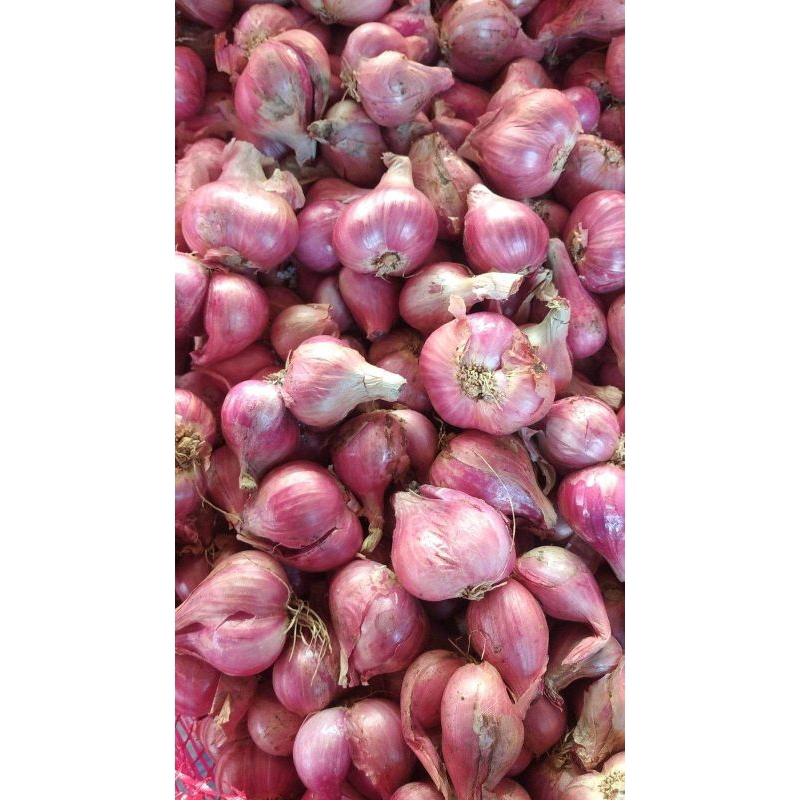 

Bawang Merah Kering Garing Tahan Lama