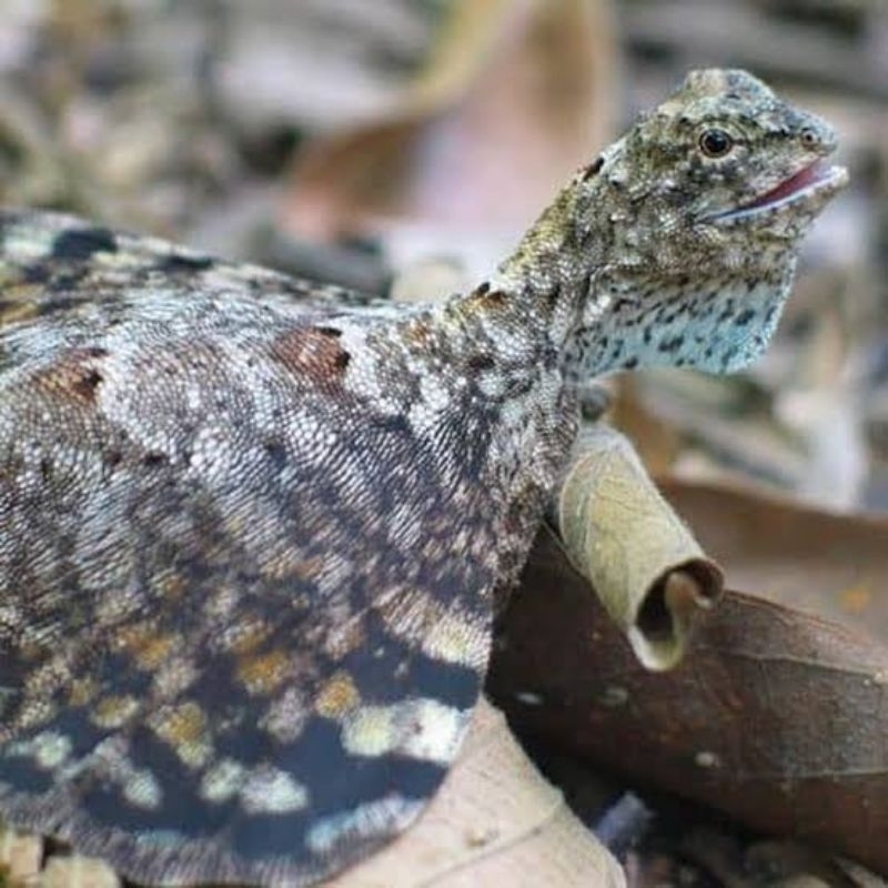 telarap cicak terbang hidup untuk obat asma