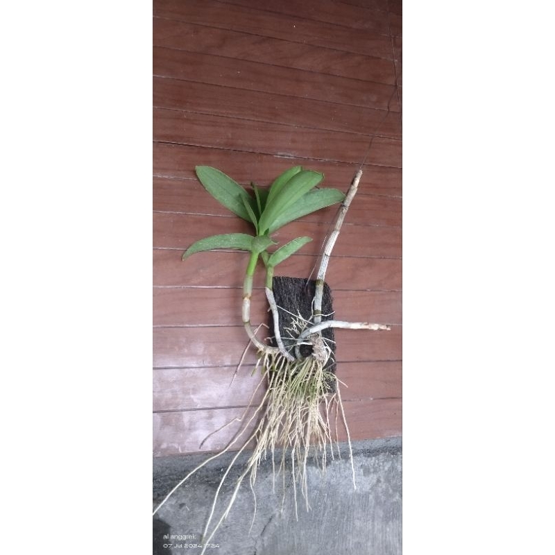 anggrek besi jungle papua