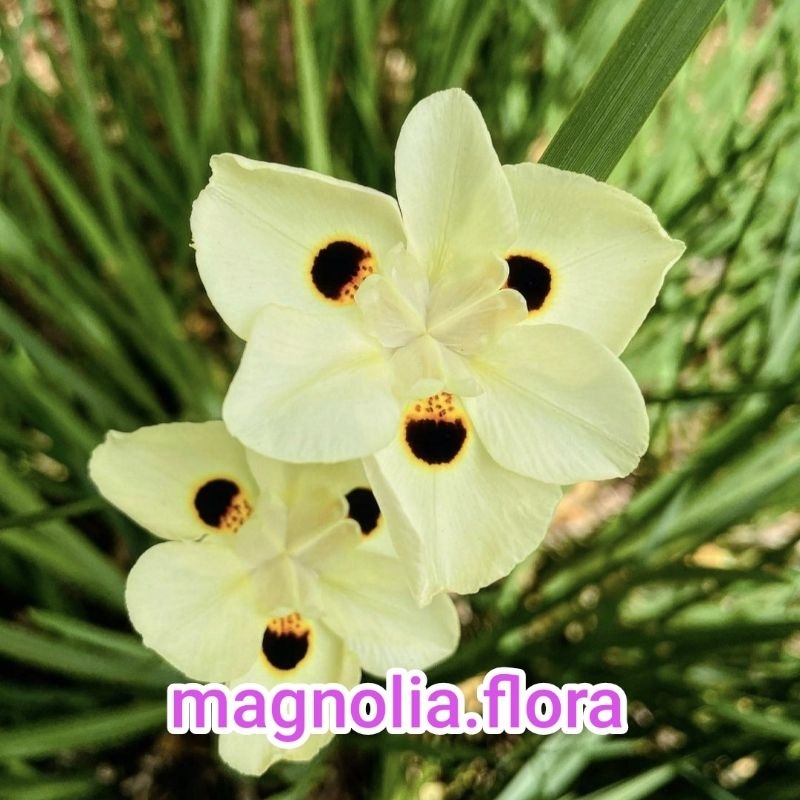 Dietes bicolor / iris airish irish kuning bangkok / bibit tanaman hias bunga