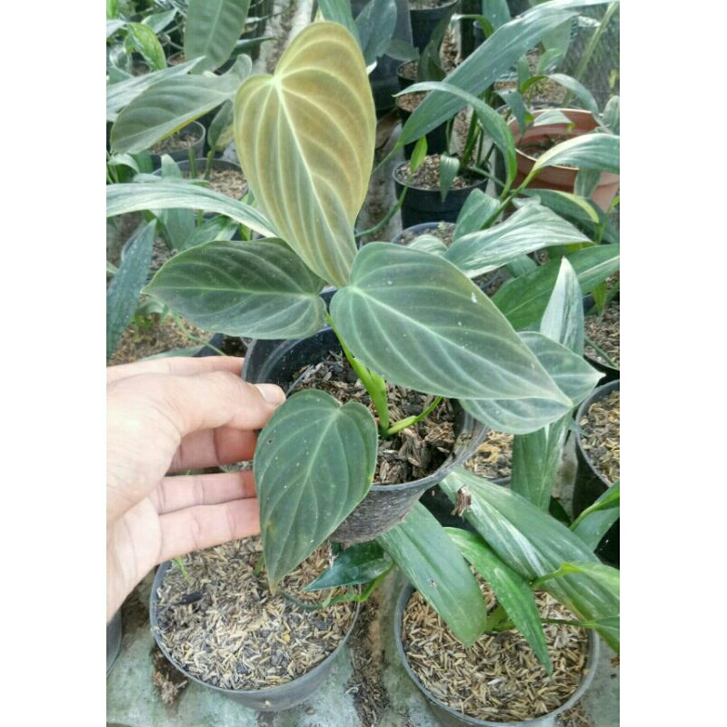 Philodendron Splendid