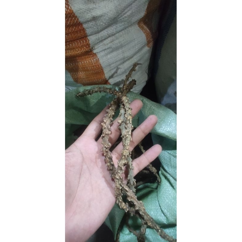 

brotowali •500gram