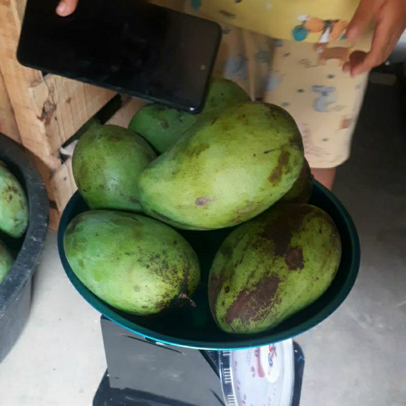 

Mangga Harumanis