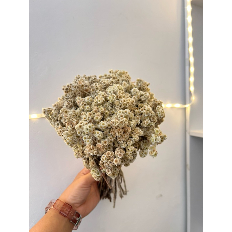 Bunga Edelweiss Kering / Dried Edelweiss