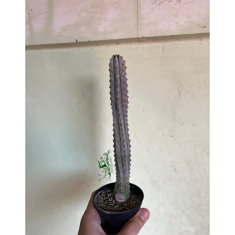Euphorbia abdelkurii / abdelkuri ownroot