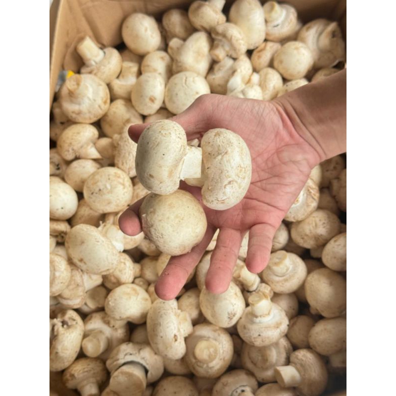 

Jamur Champignon (500 Gram)