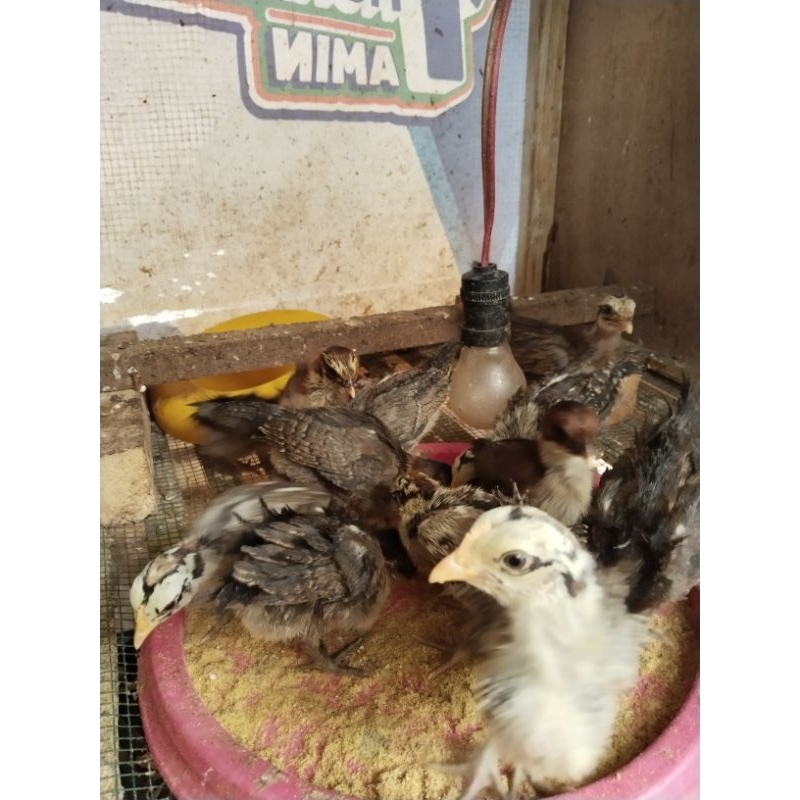 anak ayam ketawa asli dan anak ayam pelung asli