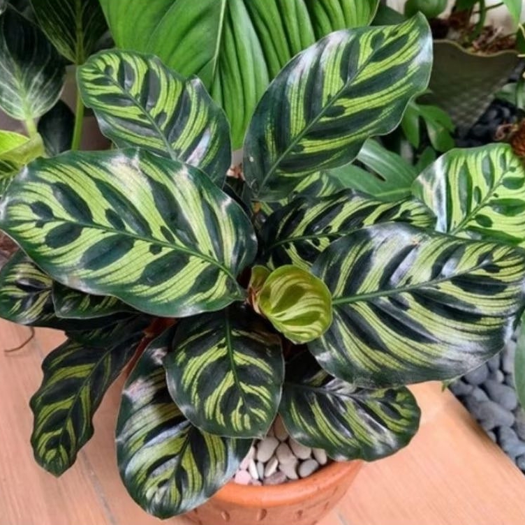 Calathea Makoyana // Makoyana Import Malaysia // Kalatea Makoyana