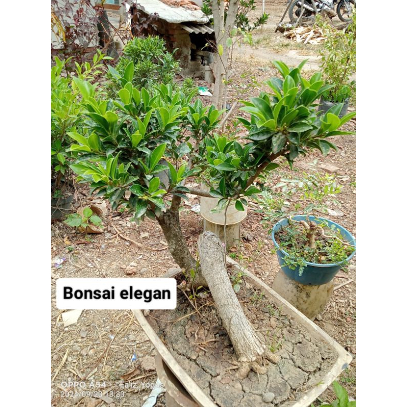bonsai kimeng