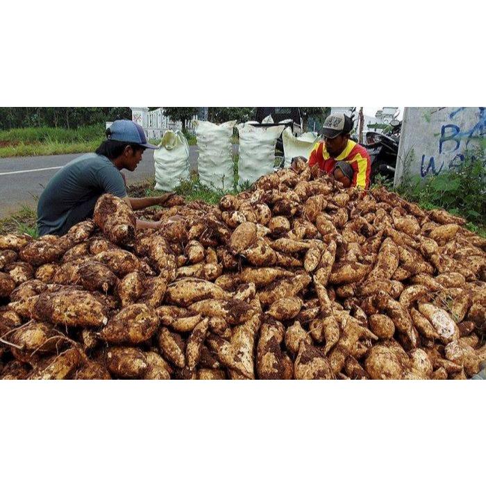 

UBI JALAR KUNINGAN 1 KG