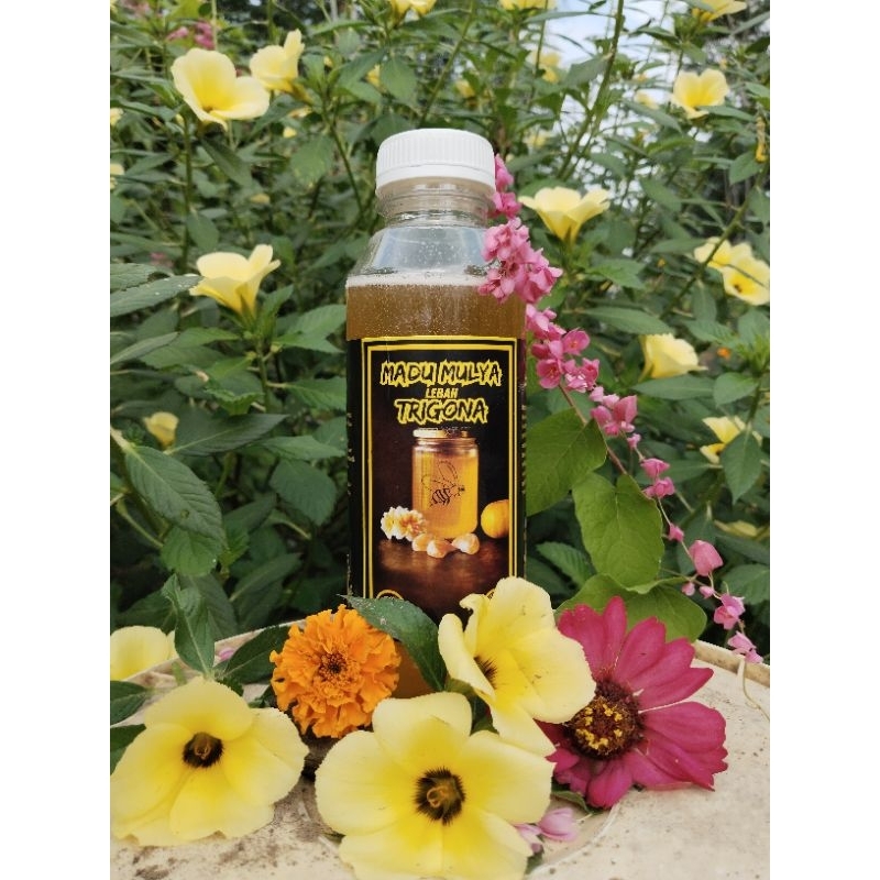 

Madu Asli Klanceng/Trigona Itama 100% Madu Asli. Madu Mulya Trigona 500ml