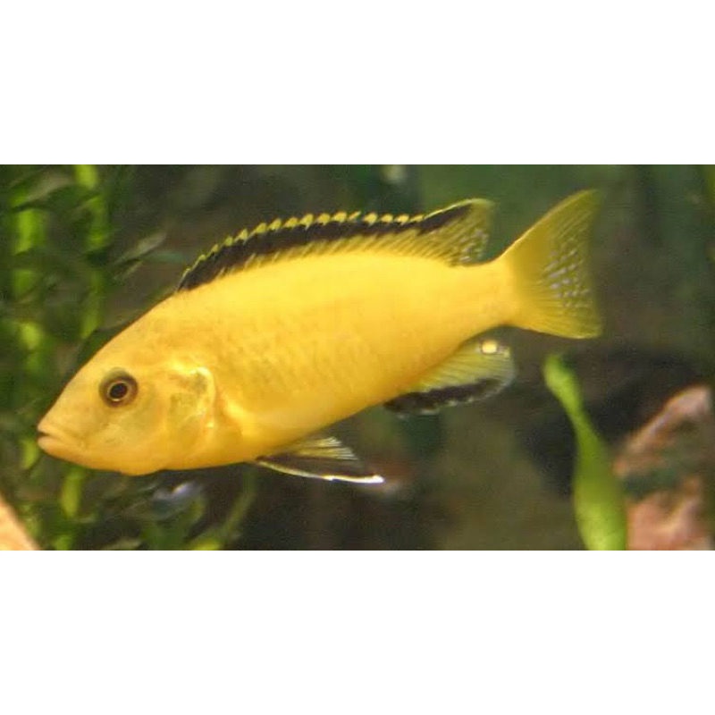 

ikan lemon