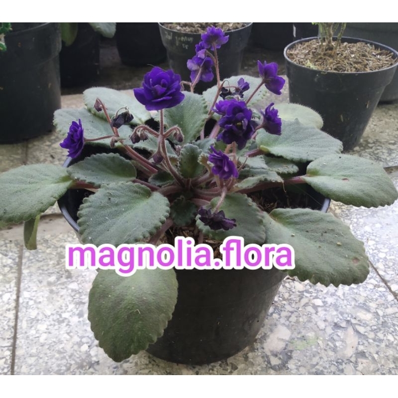 Begonia violces ungu tumpuk mawar / bibit tanaman hias bunga