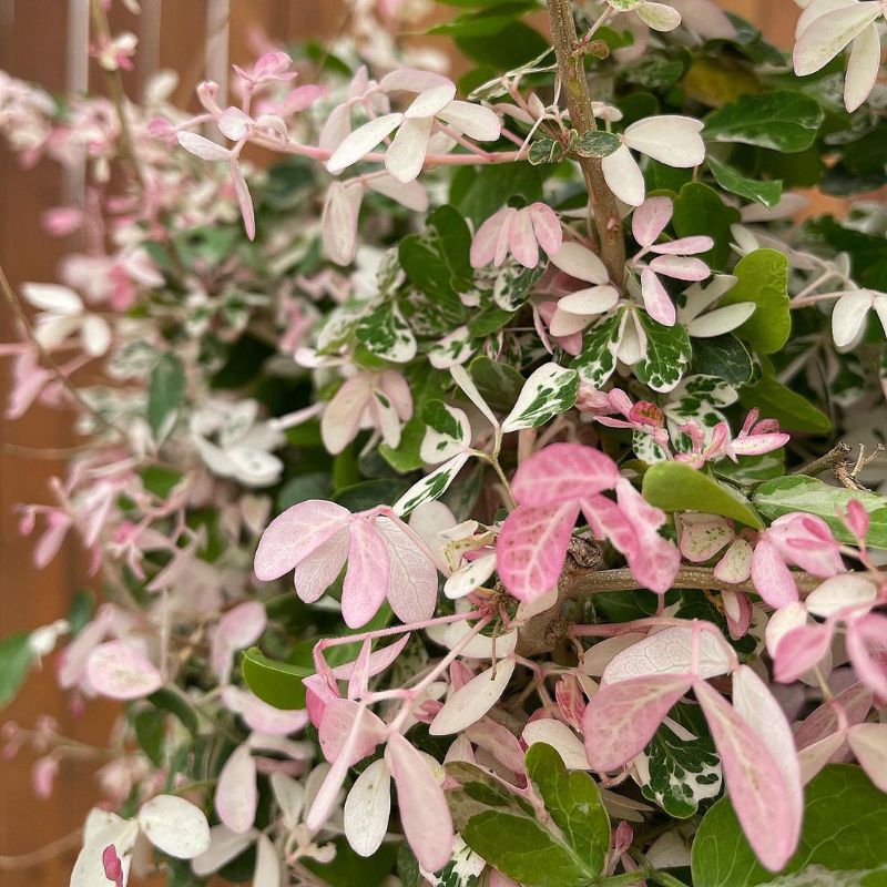 Bibit Tanaman Asem Londo