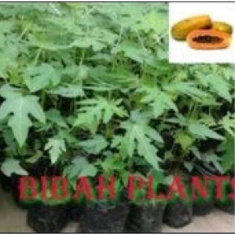 

bibit pepaya California siap tanam asli ori 100%