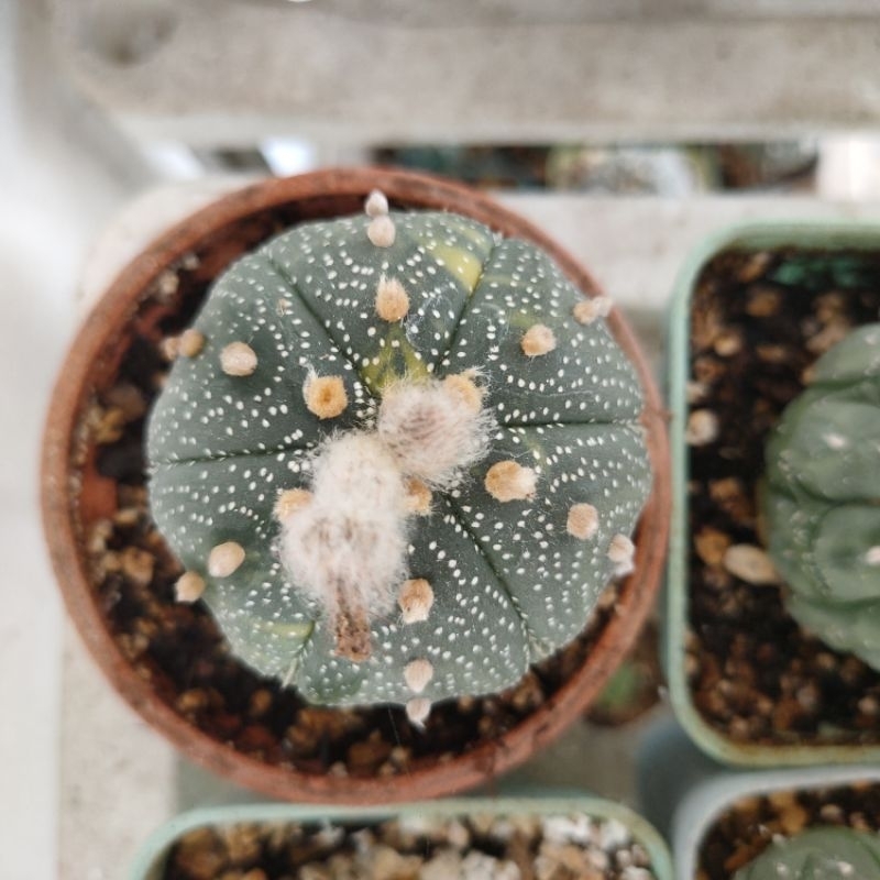 kaktus astrophytum variegata