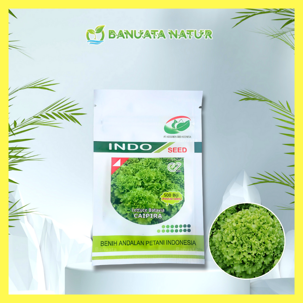 Benih Bibit Selada Batavia Lettuce Caipira - Indo Seed Berkualitas Banuata