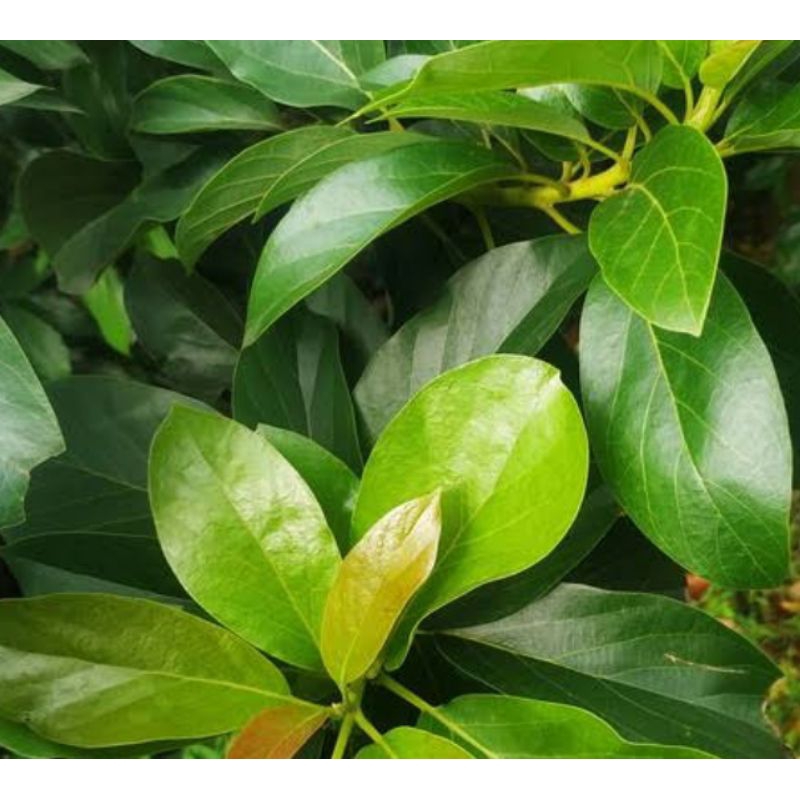 

Daun Alpukat ORGANIK Segar