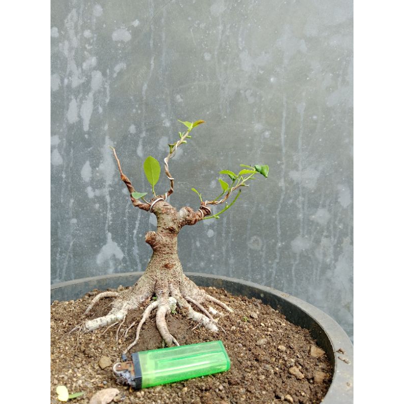 Bonsai Beringin Iprik | Bonsai Iprik Prokar