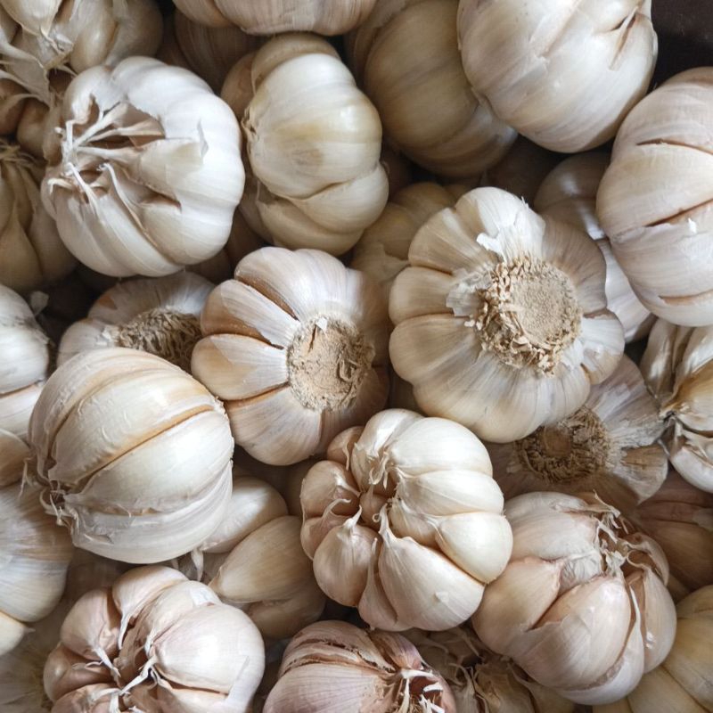 

Bawang putih honan 1 kg