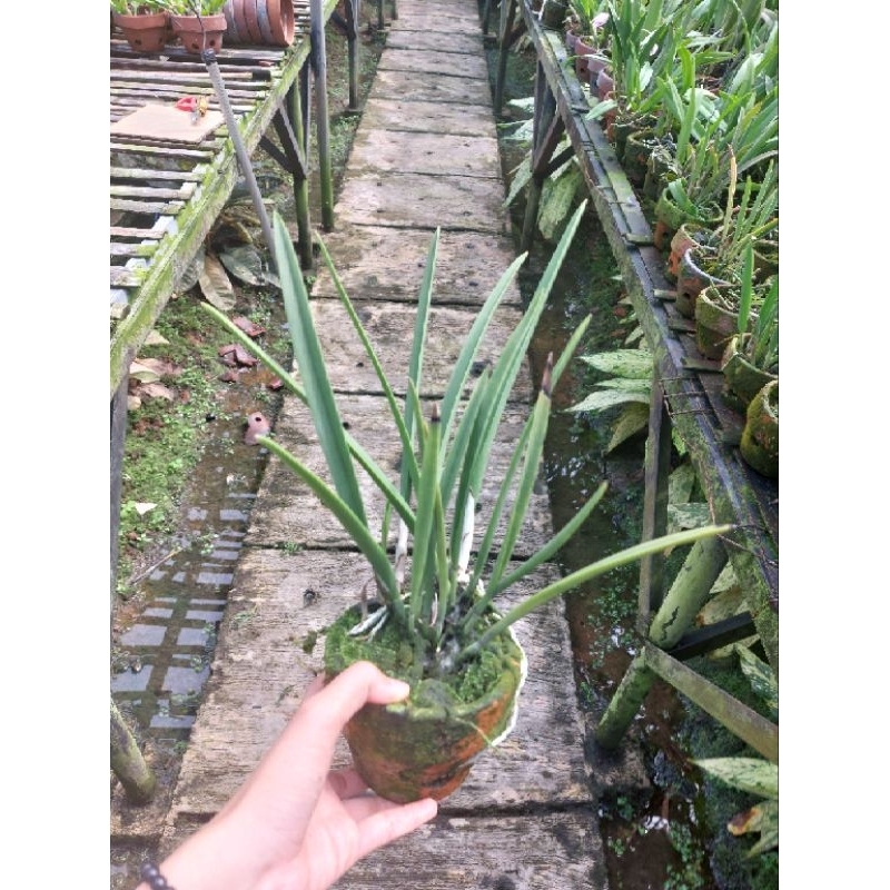 Anggrek Cattleya Jairak 'pot'