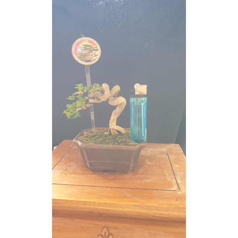 bonsai sancang siap kontes