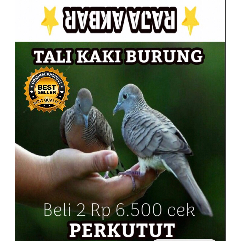 PERKUTUT || TALI KAKI BURUNG PERKUTUT