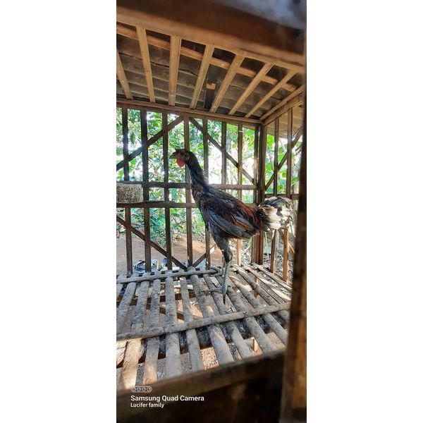 Telur Ayam Pelung | Untuk Ditetaskan | Fertil