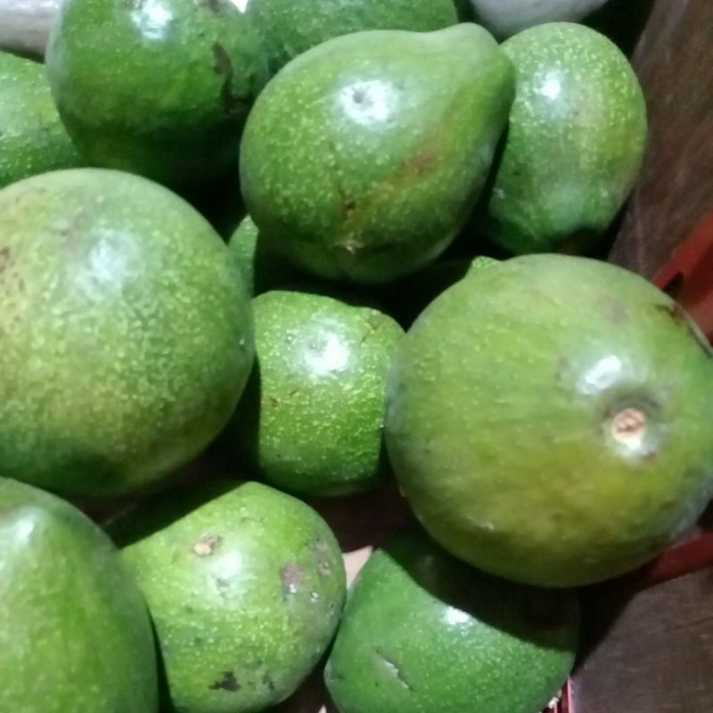 

alpukat lokal 500gr