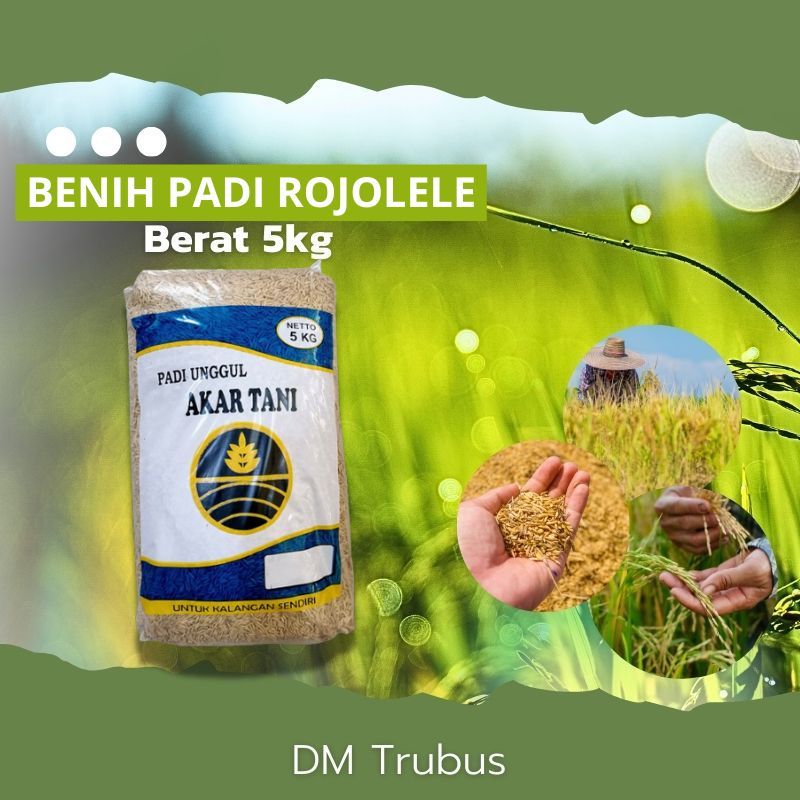 Benih Bibit Padi ROJO LELE SUPER rojolele TERBARU ORIGINAL KUALITAS TERJAMIN GALUR LOKAL BERAT 5KG