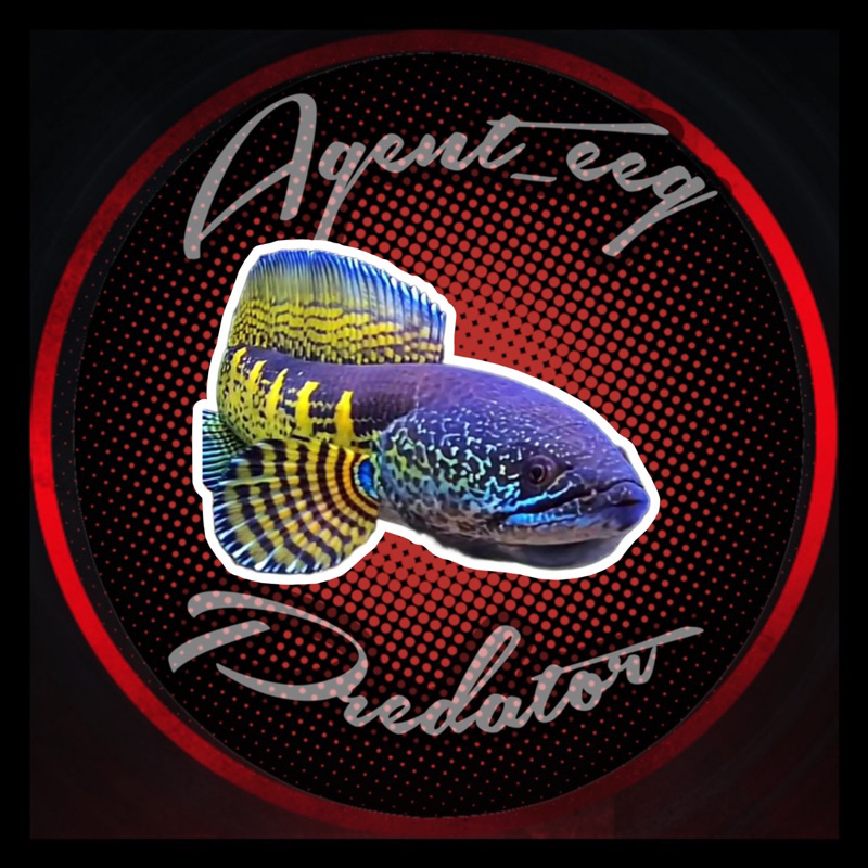 

AURANTI CB PULOSARI 3-6CM