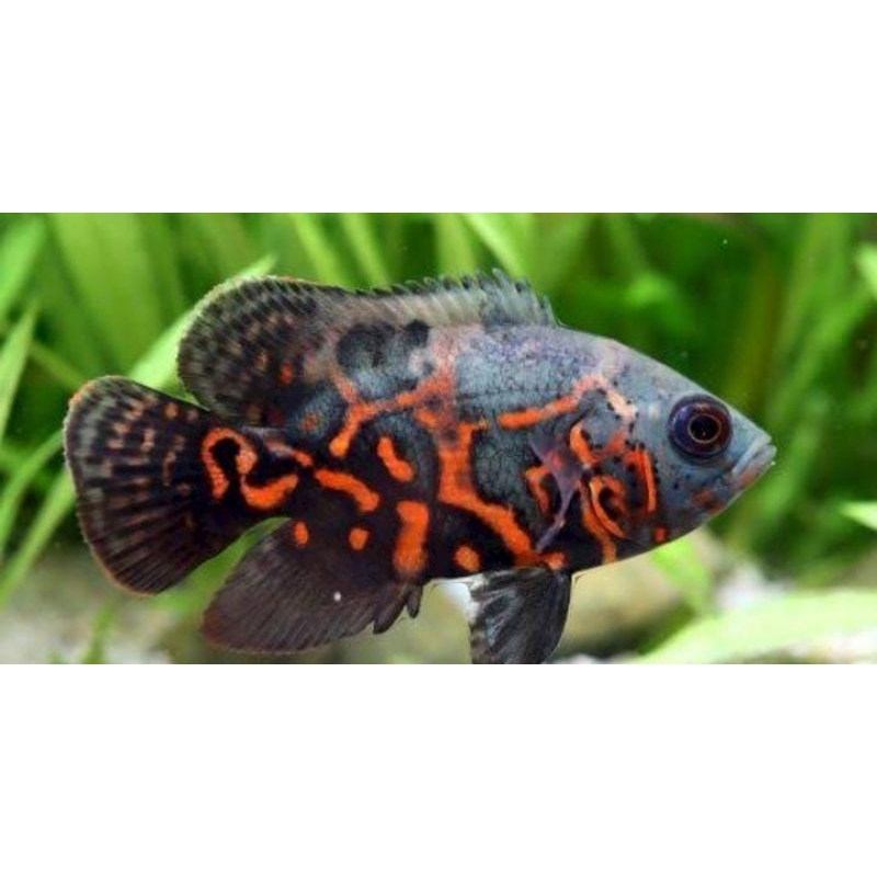 ikan hias predator Oscar Tiger air tawar