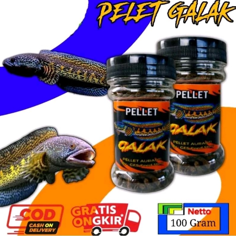 Pelet Galak Channa Auranti Mangap Mangap