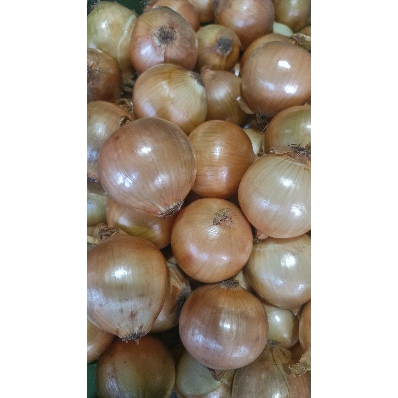 

Bawang Bombay ukuran 50/60 kemasan 1/2 Kg dan 1 Kg