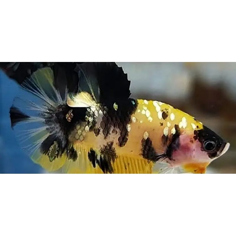ikan cupang yellow koi cooper real pick