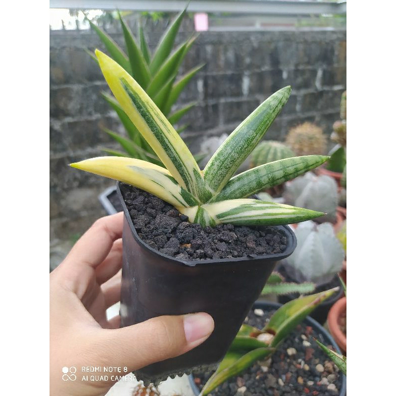 Sanseviera Boncel Variegata