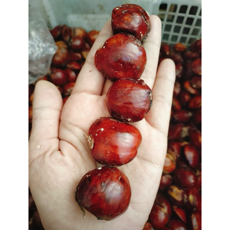 

jengkol sumatra 500gr