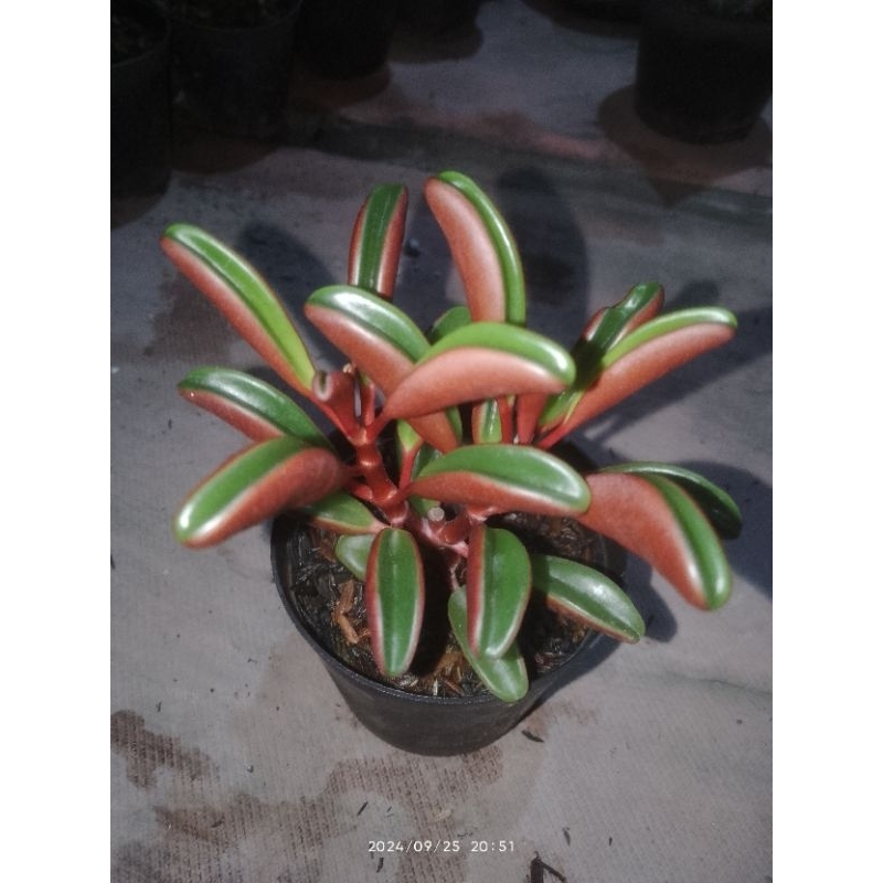 peperomia merah