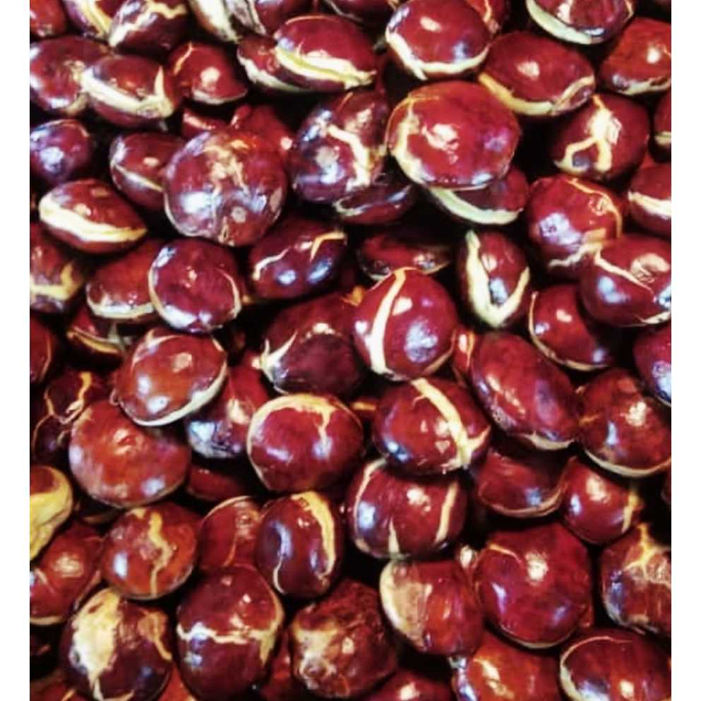 

Jengkol tua mentah fresh great A full sortir/jengkol sepi kemasan 500-1000gram