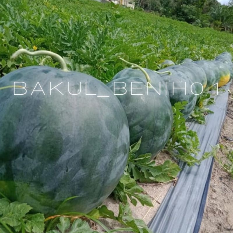 TERLARIS 100+ BENIH SEMANGKA MERAH NON BIJI (8-10kg/buah) BIBIT BUAH UNGGULAN