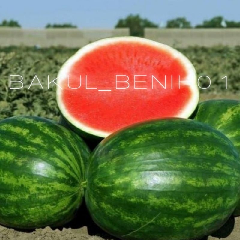 TERMURAH 20+ BENIH SEMANGKA MERAH NON BIJI JUMBOAN BIBIT UNGGUL 100%