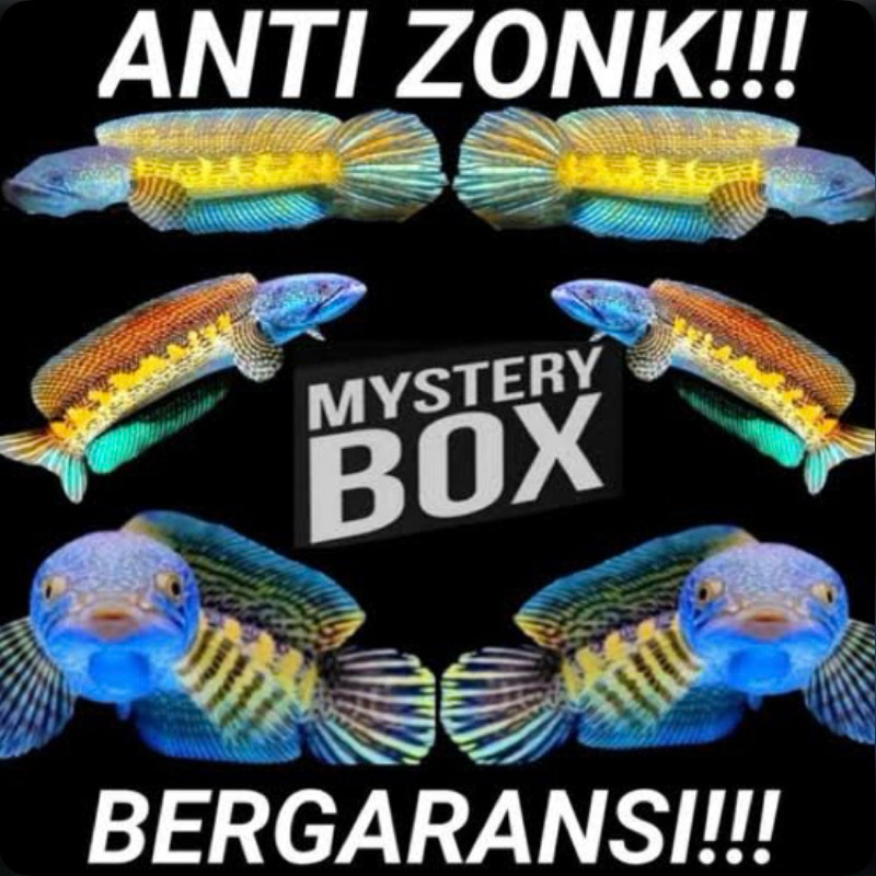 Anti zonk | kotak channa isi 5-10 ekor, berisi channa berkualitas [jack pot auranti jumbo]