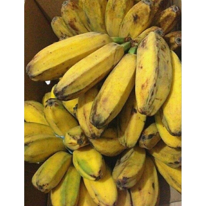 

Pisang kepok 1 sisir