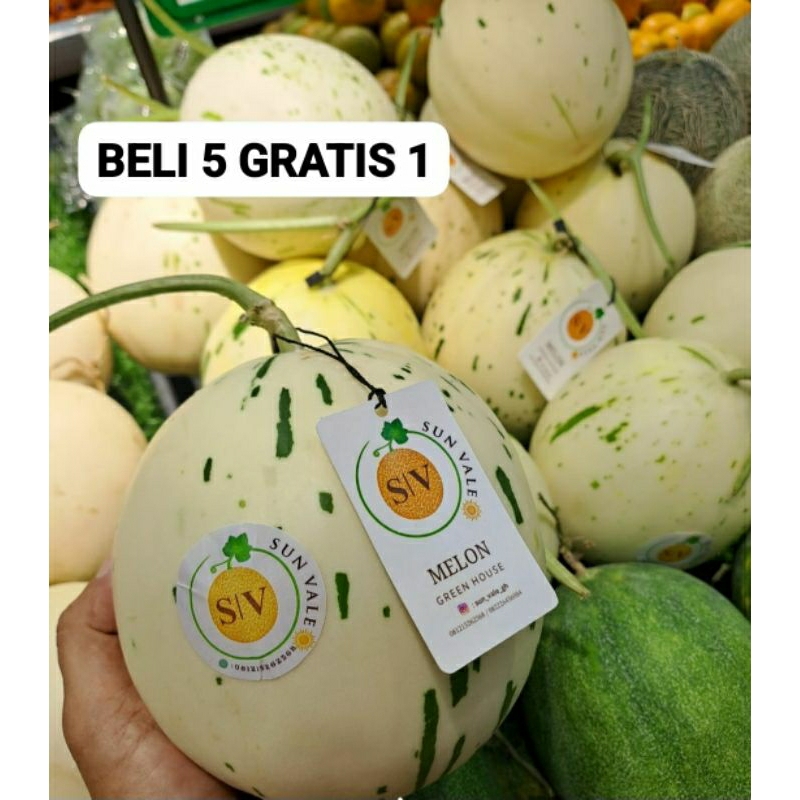 50 Benih Bibit Biji Melon ORIENTAL WHITE DALMATION SWEET, Honey dew, Premium import Hibrida Seeds,