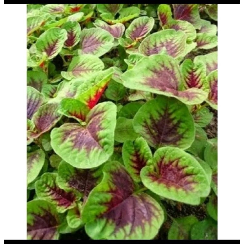

Sayur Bayam 1 ikat