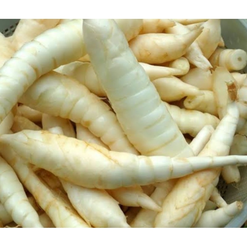 

UMBI TERIGU satu kilo
